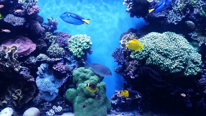 coral reef and fish