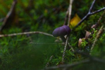 Canvas Print - purple mushroom