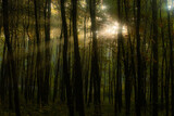 Fototapeta Las - Promienie słońca w lesie