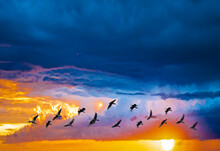 A Flock Of Egrets Are Flying Back To The Nest. The Backdrop Is A Sunset And Multicolored Clouds.
