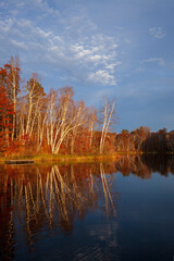 Wall Mural - birch trees on the point of a calm northern minnesota lake at sunset on a late atumn day