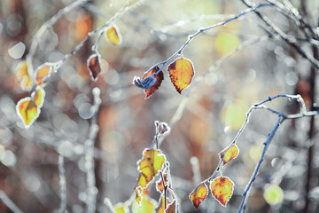 Canvas Print - Frost on the plants in the autumn