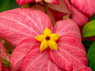 Sticker - Close up Dona flower with pink leaves.