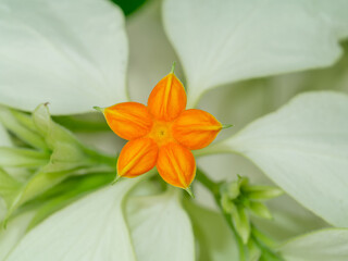 Canvas Print - Close up Dona flower with white leaves.