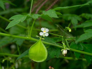 Poster - Close up fruit and fruit of Balloon vine or Heart pea on blur background.