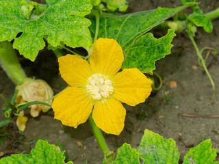 Poster - Close up of winter melon flower