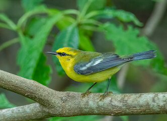 Wall Mural - Blue-winged warbler perched on a branch 