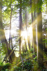 Wall Mural - Green forest at sunrise