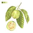 Watercolor plant portrait Psidium guajava guava