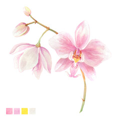 Poster - Watercolor plant portrait Philippine flora Phalaenopsis schilleriana orchid stem of flowers