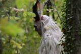 Fototapeta Zwierzęta - Wilde Jagd. Figuren mit geschnitzten Teufels Masken im Wald