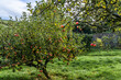 English Orchard