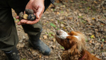 A Man Holding Truffles Mushrooms In Front Of A Dog.      