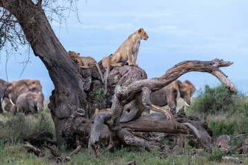 Canvas Print - Lions resting on the tree trunk in a shallow focus with elephants in the field