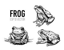 Frog Sketch. Hand Drawn Vector Illustration