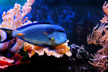 Poster - Acanthurus sohal tang fish swims in coral reef aquarium