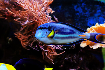 Poster - Acanthurus sohal tang fish swims in coral reef aquarium