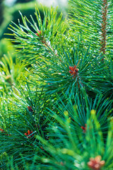 Poster - pine tree branch in forest