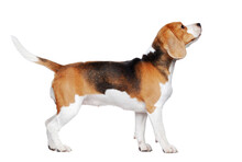 Side View Picture Of A Beagle Walking In A White Studio