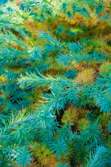 Canvas Print - Bright green fluffy branches of larch tree Larix decidua Pendula