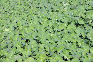 Wall Mural - Winter rapeseed cultivation. Young, green plants in the autumn.