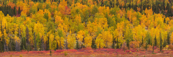 Poster - Autumn forest