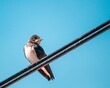 Barn swallow (Hirundo rustica) against a blue sky