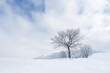 Winter landscape with a tree