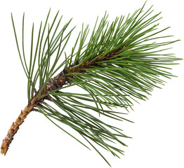 pine branch