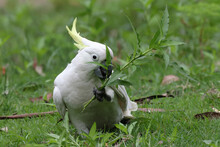 Sulphur-crested Cockatoo Feeding On Plants