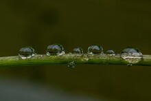 Macro Shot Of The Drops Of Water On Green Branch On A Blurred Background