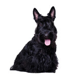 Fototapeta Londyn - Closeup portrait of a black scottish terrier