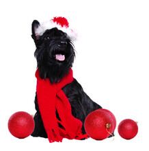 Black Scottish Terrier Wearing Christmas Outfit On White Background
