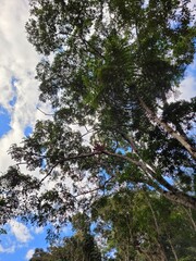 Wall Mural - trees and sky