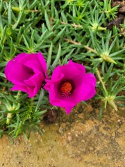 Wall Mural - pink flowers in the garden