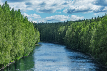 River in the forest.