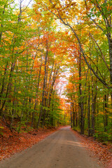 Poster - landscape of hiking trail in autumn forest with fallen leaves