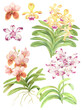 Watercolor Philippine flora Vanda orchids
