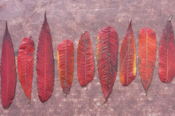 Poster - autumn staghorn sumac leaves on brown tissue