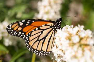 Wall Mural - Danaus plexippus and buddleja bush