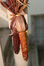 Decorative Autumn Maize (flint, Calico, Or "Indian" Corn) Tied To A Staircase Post