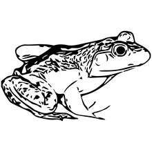 Bull Frog Silhouette Vector