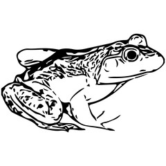 Bull frog silhouette vector