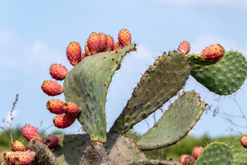 Prickly pear cactus close-up with ripe prickly fruit, opuntia cactus spines. Israel