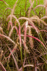 Sticker - close up Fountain grass in the garden