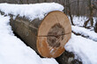 Big sawn off beech trunk in the forest covered with snow