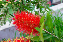 Melaleuca Citrina, The Common Red Bottlebrush, Crimson Bottlebrush, Or Lemon Bottlebrush