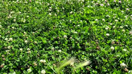 Wall Mural - Natural background with grass and clover flowers