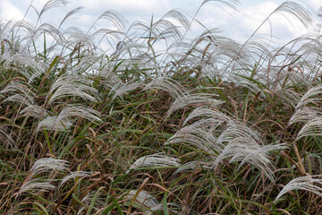 Wall Mural - reeds in the wind