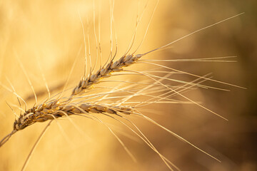 Wall Mural - Wheat field on a sunny day. Grain farming, ears of wheat close-up. Agriculture, growing food products.